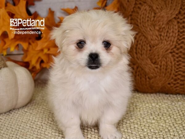 Peek-A-Poo DOG Male Cream 4603 Petland Independence, Missouri