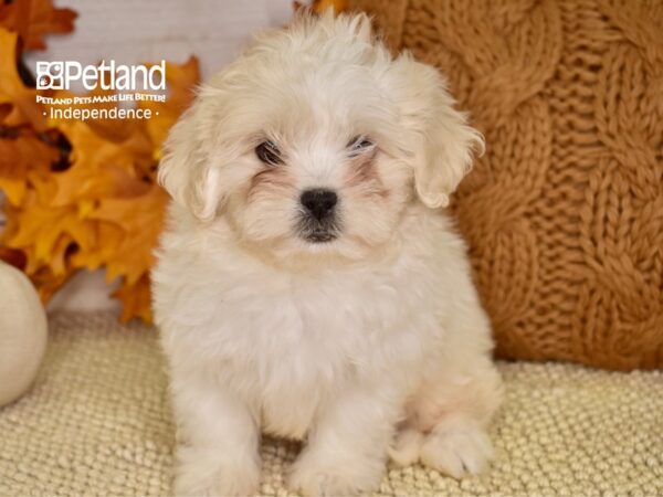 Peek-A-Poo DOG Male Cream 4604 Petland Independence, Missouri