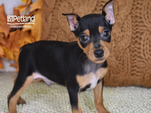 Miniature Pinscher-DOG-Male-Black and Rust-4594-Petland Independence & Lee's Summit, MO