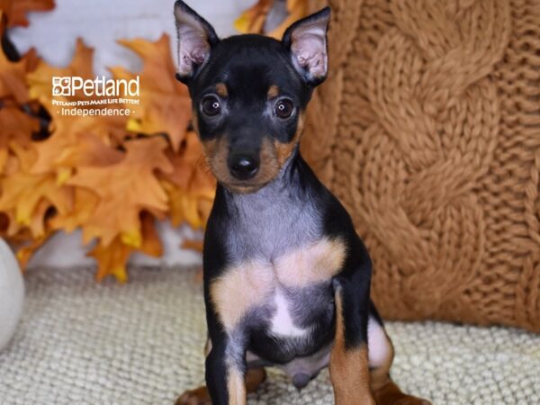 Miniature Pinscher-DOG-Male-Black and Rust-4596-Petland Independence, Missouri