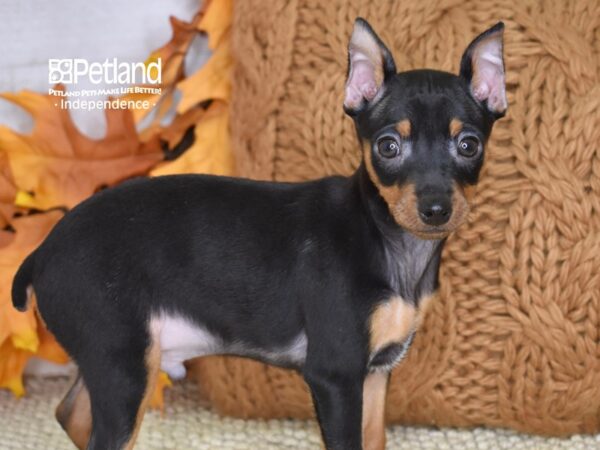 Miniature Pinscher-DOG-Male-Black and Rust-4597-Petland Independence, Missouri