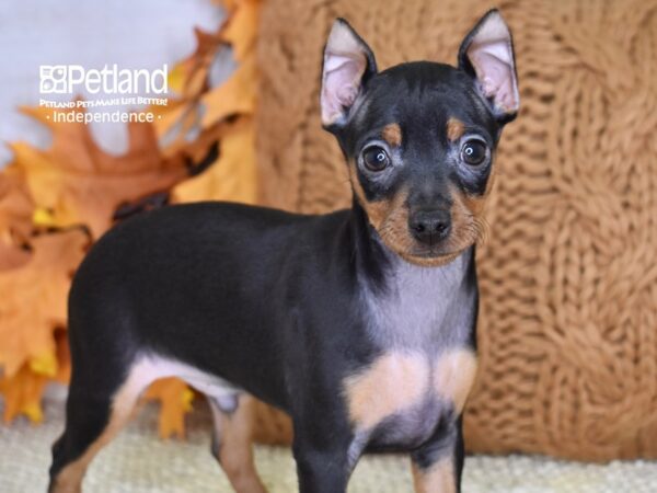 Miniature Pinscher DOG Male Black and Rust 4595 Petland Independence, Missouri