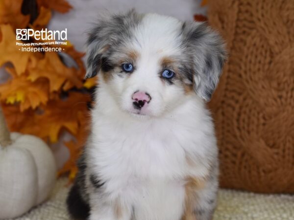 Toy Australian Shepherd DOG Male Blue Merle 4623 Petland Independence, Missouri