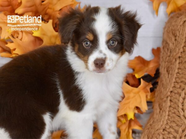 Toy Australian Shepherd DOG Male Red Tri 4622 Petland Independence, Missouri