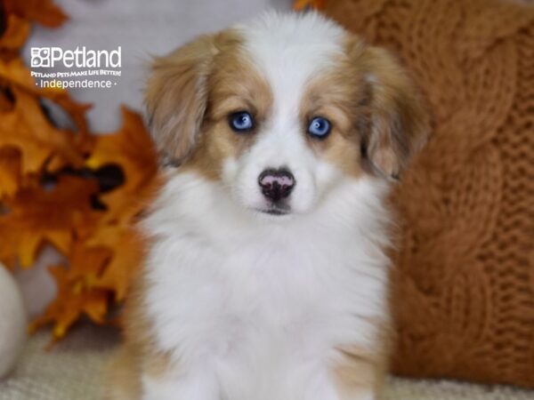 Toy Australian Shepherd DOG Female Red Merle Sable 4621 Petland Independence, Missouri