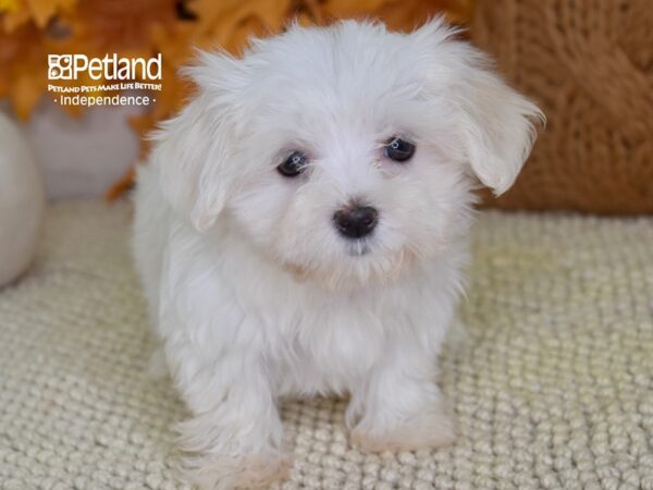 Maltese DOG Female White 4620 Petland Independence, Missouri