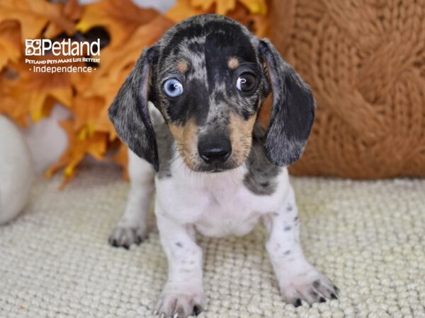 Dachshund-DOG-Male-Black and Silver Dapple-4618-Petland Independence, Missouri