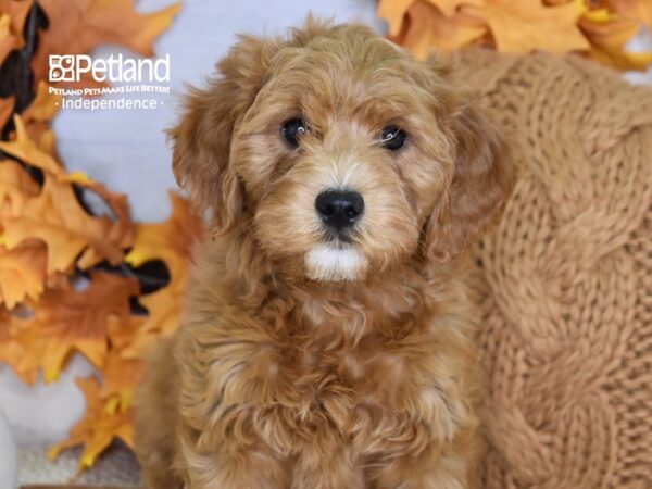 Miniature Goldendoodle 2nd Gen DOG Female Red 4615 Petland Independence, Missouri