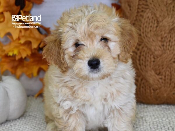Miniature Goldendoodle 2nd Gen-DOG-Male-Apricot-4614-Petland Independence & Lee's Summit, MO