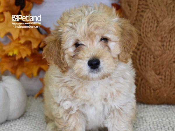 Miniature Goldendoodle 2nd Gen-DOG-Male-Apricot-4614-Petland Independence, Missouri