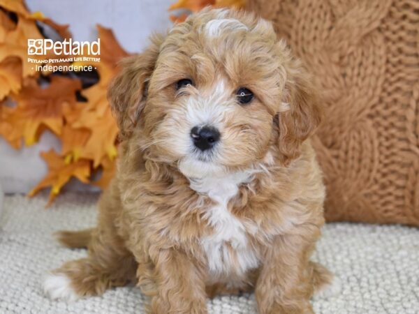 Miniature Goldendoodle 2nd Gen-DOG-Male-Apricot-4613-Petland Independence, Missouri