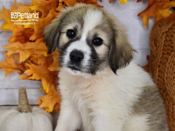 Great Pyrenees/Anatolian-DOG-Male-Sable and White-4610-Petland Independence & Lee's Summit, MO