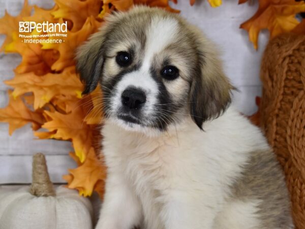 Great Pyrenees/Anatolian-DOG-Male-Sable and White-4610-Petland Independence, Missouri