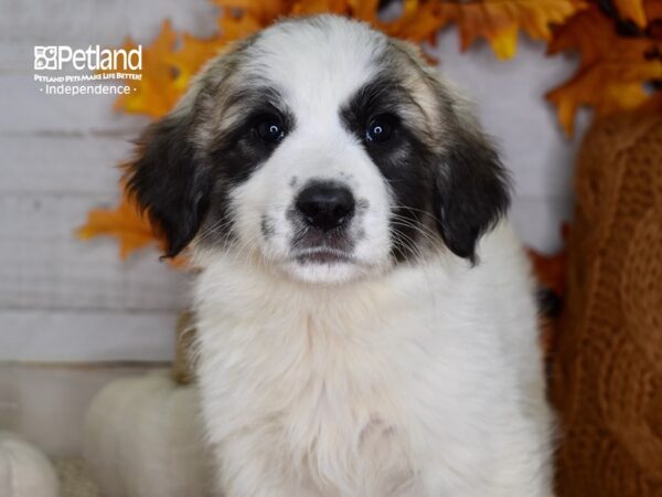 Great Pyrenees/Anatolian DOG Female Sable and White 4612 Petland Independence, Missouri