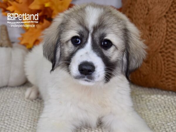 Great Pyrenees/Anatolian DOG Female Sable and White 4611 Petland Independence, Missouri