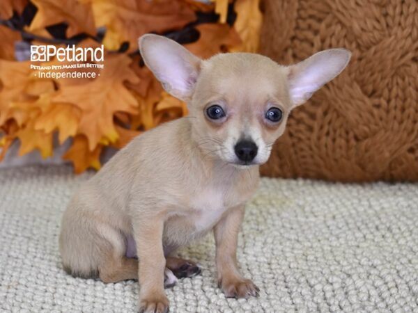 Chihuahua DOG Female Blue Fawn 4627 Petland Independence, Missouri