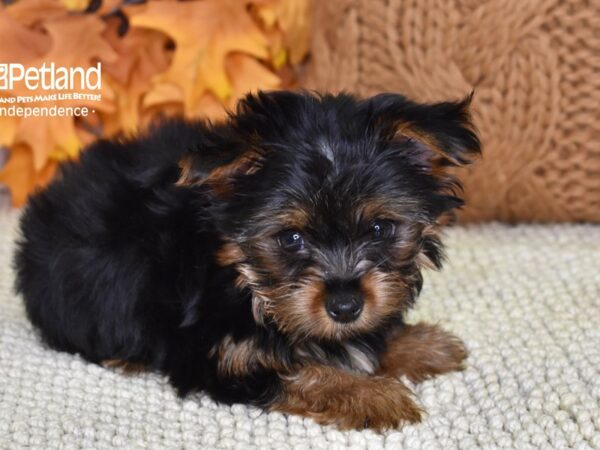 Yorkshire Terrier DOG Male Black & Tan 4626 Petland Independence, Missouri