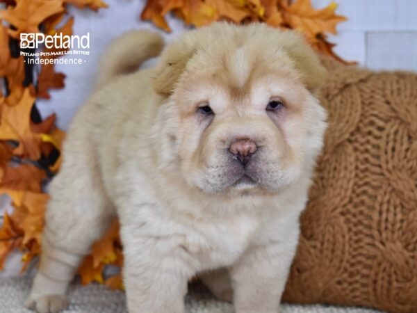 Shar Pei DOG Female Cream 4625 Petland Independence, Missouri