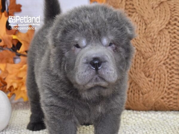 Shar Pei DOG Male Blue 4624 Petland Independence, Missouri