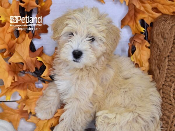 Miniature Goldendoodle-DOG-Male-Cream-4607-Petland Independence, Missouri