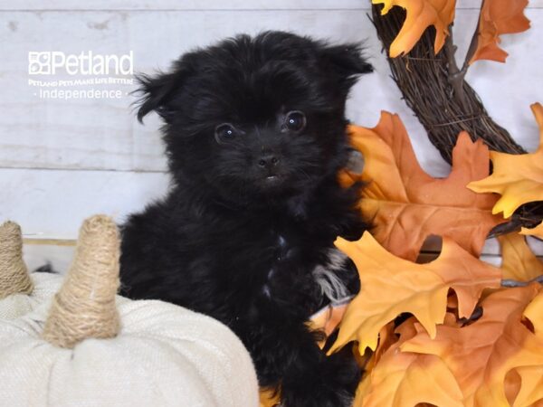 Shiranian-DOG-Female-Black-4632-Petland Independence, Missouri