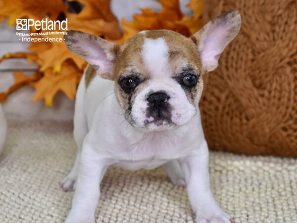 French Bulldog DOG Male Fawn & White 4631 Petland Independence, Missouri