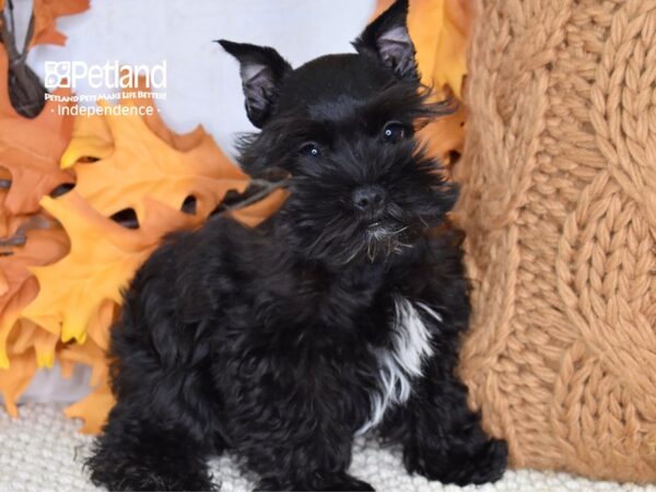 Miniature Schnauzer DOG Female Black 4630 Petland Independence, Missouri