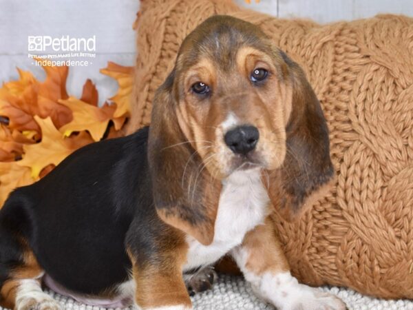 Basset Hound DOG Male Tri 4636 Petland Independence, Missouri