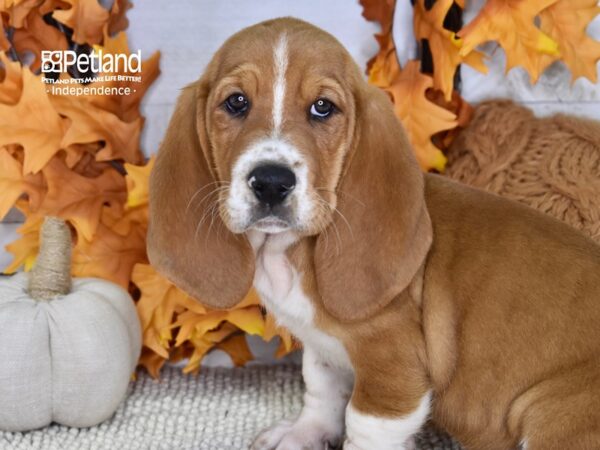 Basset Hound DOG Male Red & White 4635 Petland Independence, Missouri