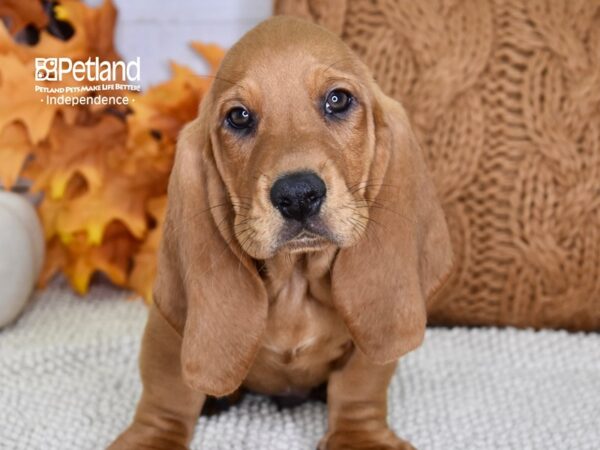 Basset Hound DOG Male Red 4634 Petland Independence, Missouri