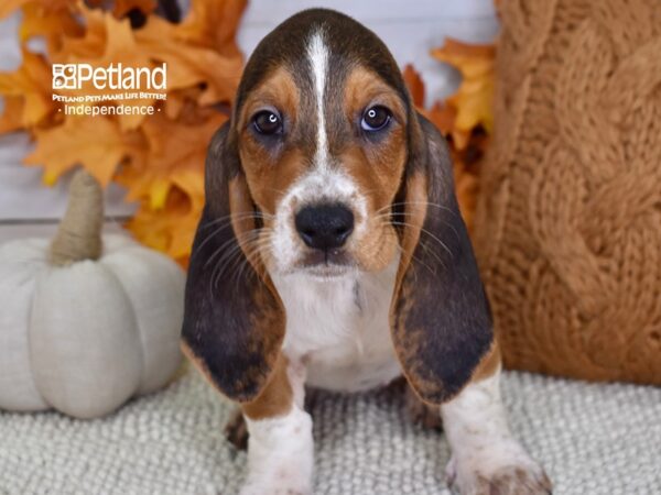 Basset Hound-DOG-Female-Tri-4633-Petland Independence & Lee's Summit, MO