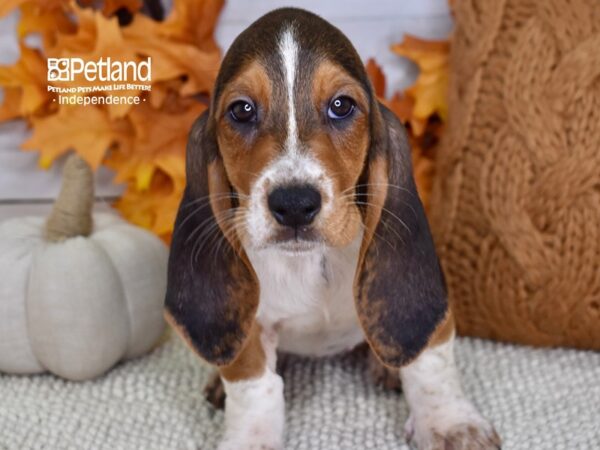 Basset Hound DOG Female Tri 4633 Petland Independence, Missouri