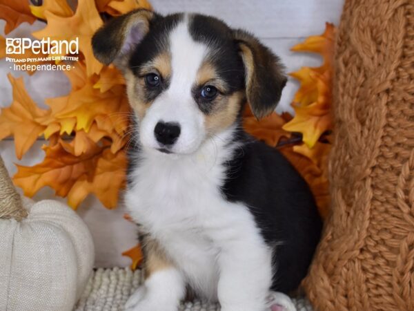 Pembroke Welsh Corgi DOG Female Black & Tan 4642 Petland Independence, Missouri