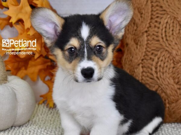 Pembroke Welsh Corgi DOG Male Black & Tan 4641 Petland Independence, Missouri