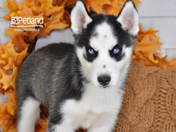 Siberian Husky DOG Male Black & White 4643 Petland Independence, Missouri