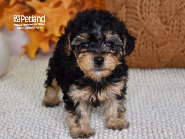 Yorkie-Poo-DOG-Female-Black & Tan-4645-Petland Independence & Lee's Summit, MO