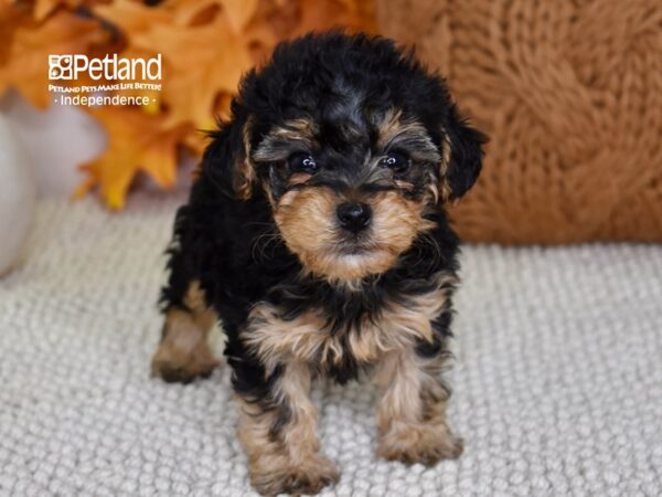 Yorkie-Poo DOG Female Black & Tan 4645 Petland Independence, Missouri