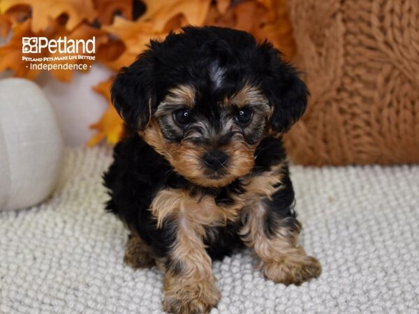 Yorkie-Poo DOG Female Black & Tan 4646 Petland Independence, Missouri