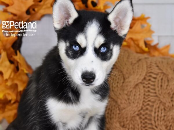 Siberian Husky DOG Female Black & White 4644 Petland Independence, Missouri