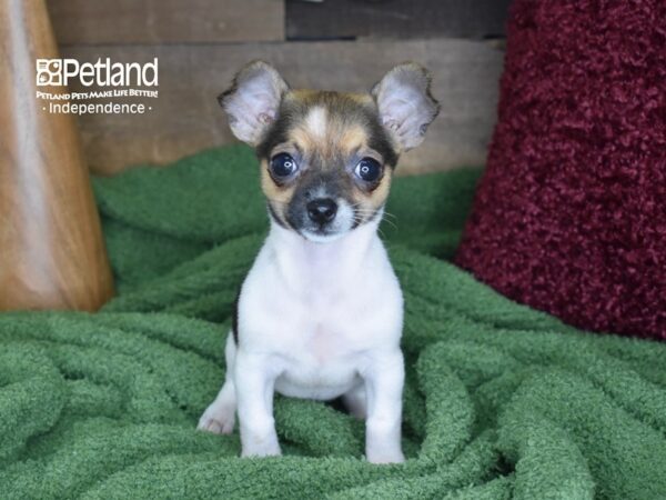 Chihuahua DOG Female Fawn & White 4662 Petland Independence, Missouri