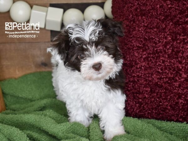 Havanese DOG Female Chocolate & White 4661 Petland Independence, Missouri