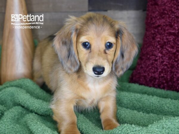 Dachshund-DOG-Female-Red Dapple-4660-Petland Independence, Missouri