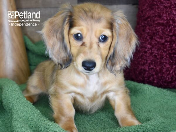 Dachshund-DOG-Female-Red Dapple-4659-Petland Independence, Missouri