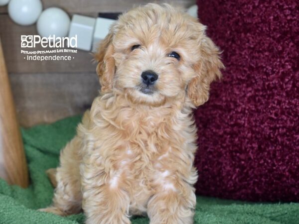 Miniature Goldendoodle 2nd Gen DOG Female Golden 4653 Petland Independence, Missouri