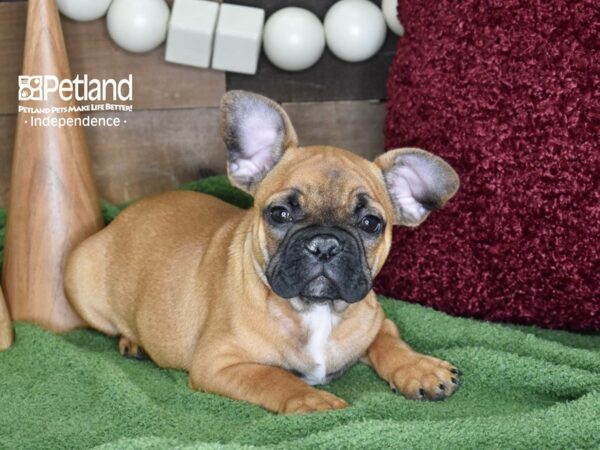 French Bulldog-DOG-Male-Fawn-4652-Petland Independence & Lee's Summit, MO