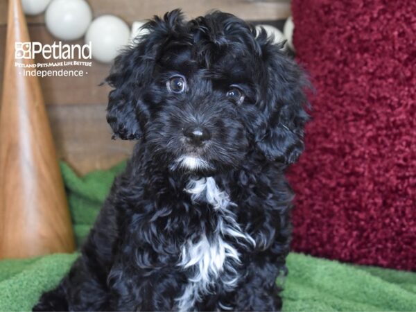 Cavapoo DOG Male Black 4651 Petland Independence, Missouri