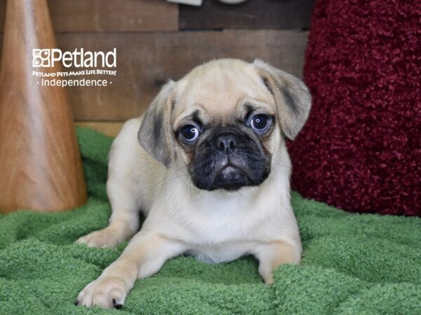 Puggle-DOG-Male-Fawn-4667-Petland Independence, Missouri