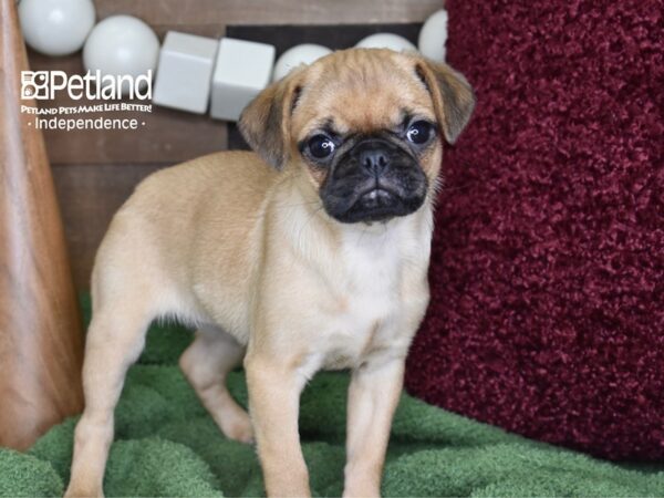 Puggle-DOG-Female-Fawn-4666-Petland Independence, Missouri