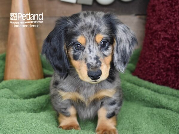 Dachshund DOG Male Blue Dapple 4658 Petland Independence, Missouri