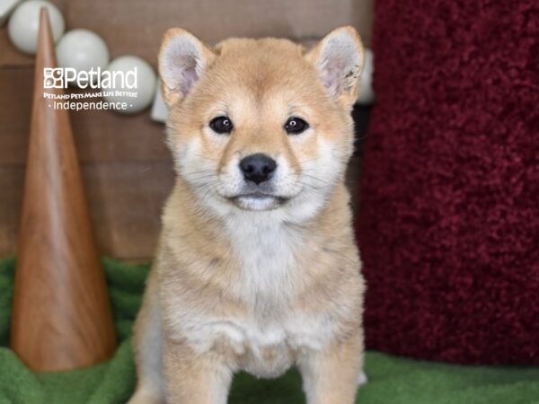 Shiba Inu-DOG-Female-Red Sesame-4657-Petland Independence, Missouri